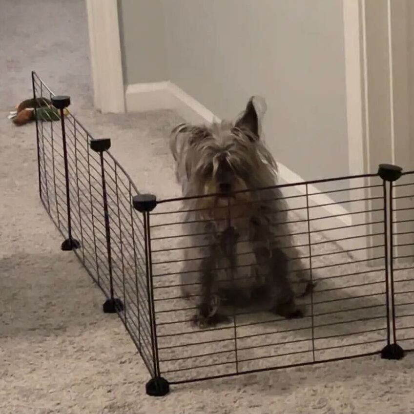 Rosie the dog looking sad due to feeling trapped behind a small fenced barrier with a perfectly good way around it. 